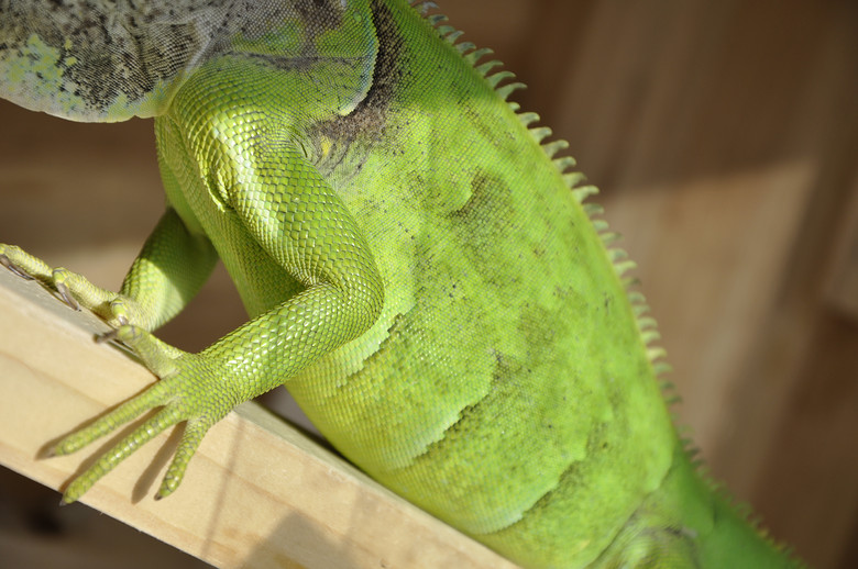 转让绿鬣蜥一只-我要出售-宠物送养区-杭州19楼