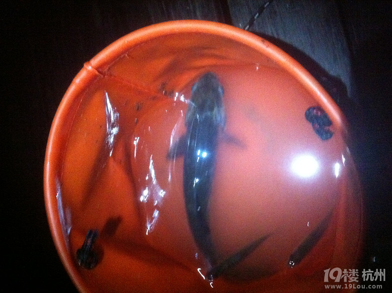 昨夜钱江边小钓