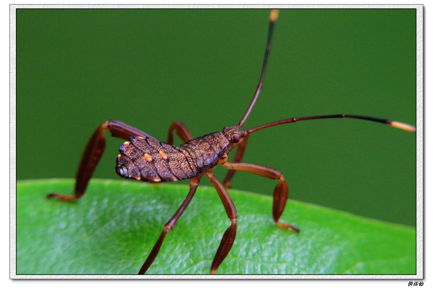 黄胫巨缘椿的若虫