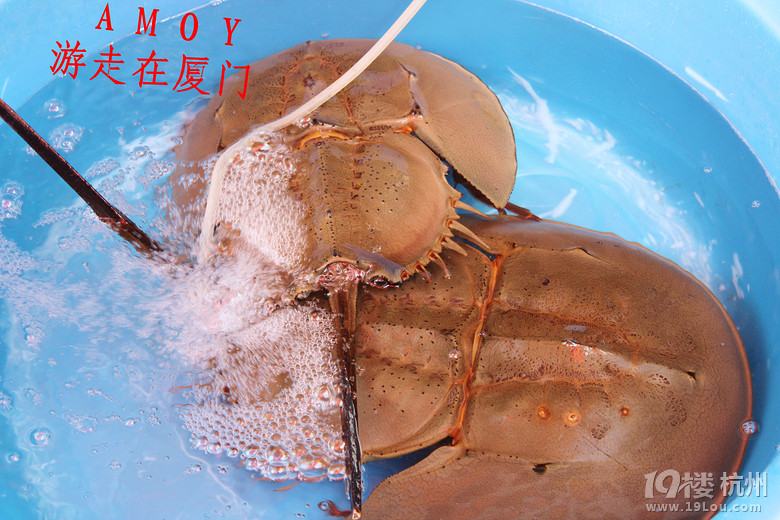 AMOY ڏBT