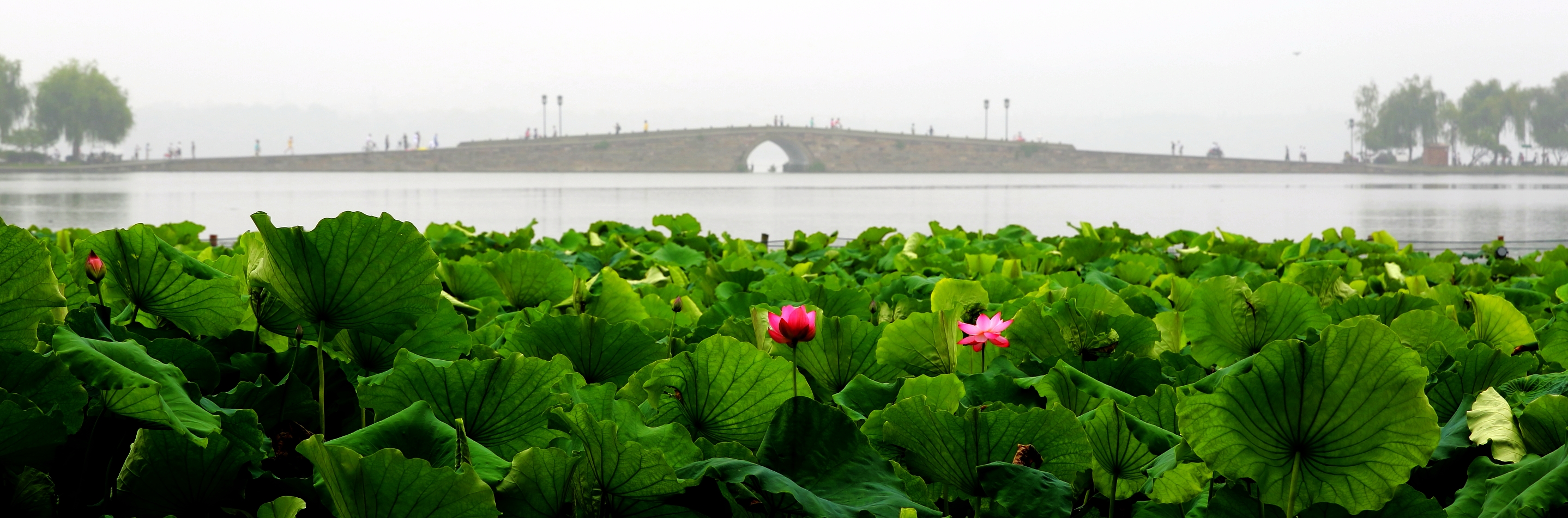夏荷芬芳迷人,赏荷正当时-风景照-19摄区-杭州19楼