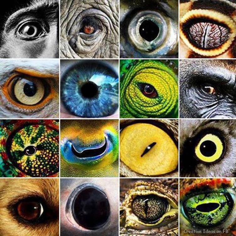 动物的眼睛