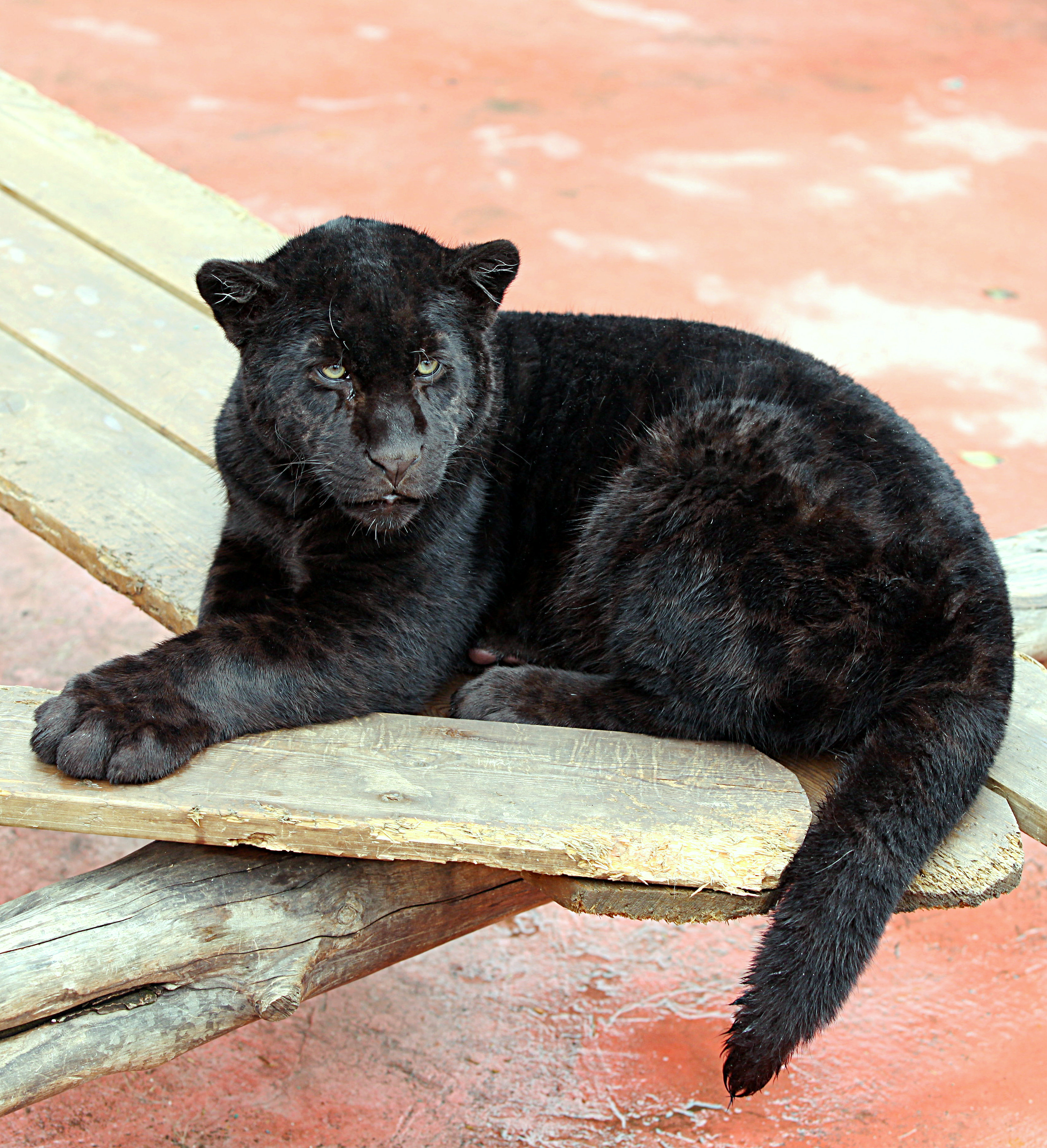 野生动物园一游