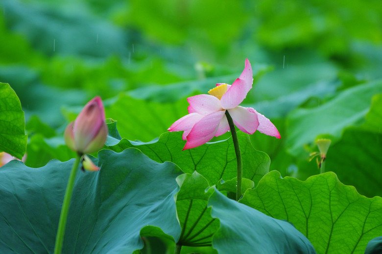 妈妈说没拍荷花的夏天是不完整的——夏雨荷