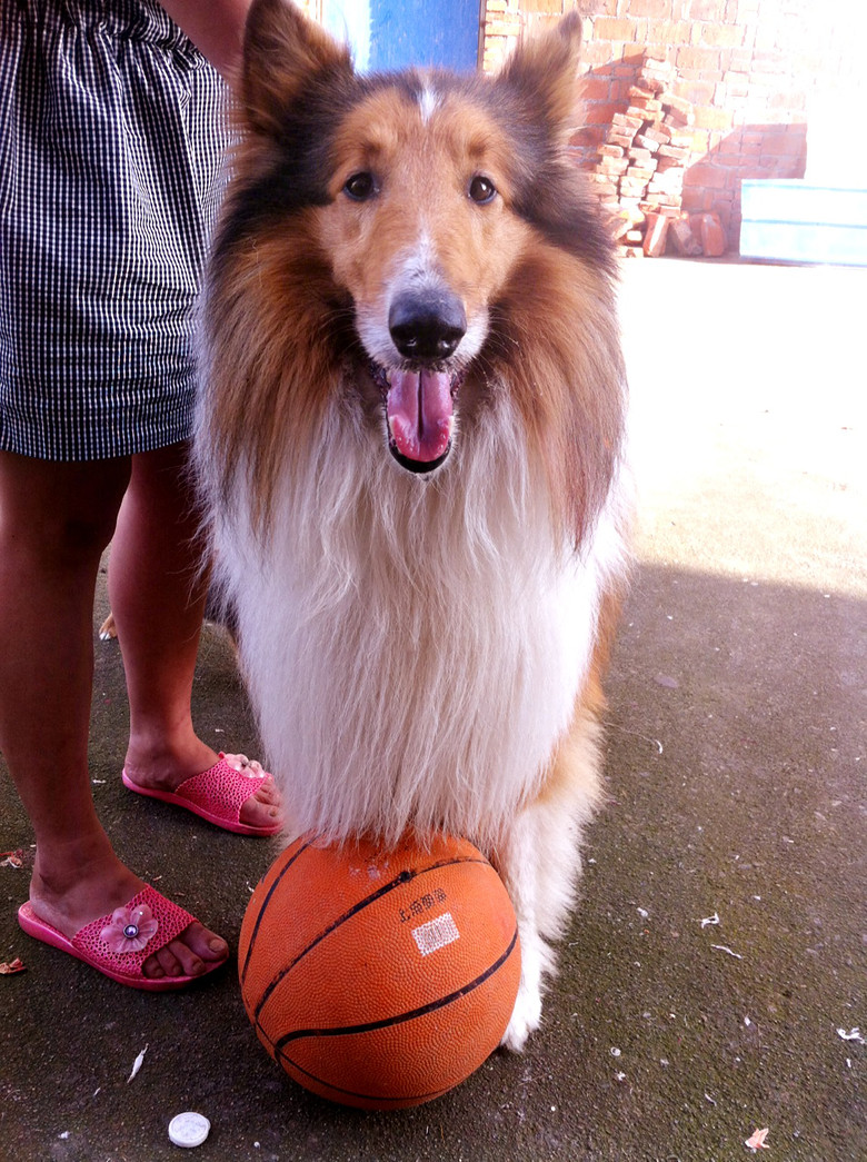 西湖區三墩出售家養雕色蘇牧犬