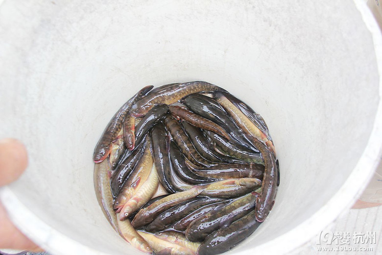 杭州19楼 饮食男女 美食俱乐部 美食狗仔队 【8队】一次自驾去乡村到