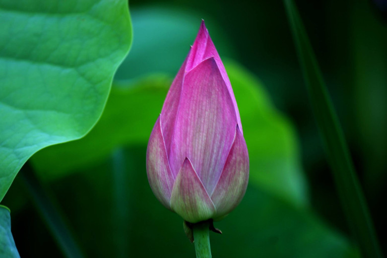 2013西湖荷花含苞欲放