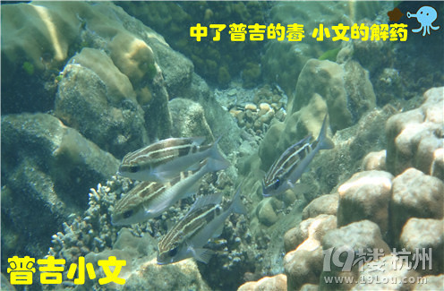 指尖上的普吉wiki phuket小文玩轉(zhuǎn)普吉之皇帝島一日游原創(chuàng)