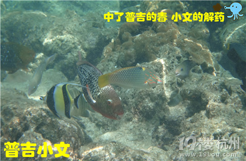 指尖上的普吉wiki phuket小文玩轉(zhuǎn)普吉之皇帝島一日游原創(chuàng)