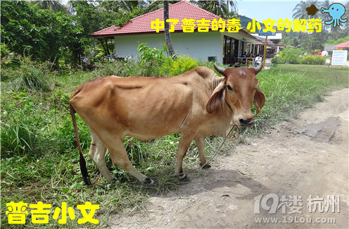 指尖上的普吉wiki phuket小文玩轉(zhuǎn)普吉之皇帝島一日游原創(chuàng)