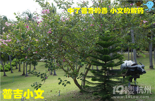 指尖上的普吉wiki phuket小文玩轉(zhuǎn)普吉之皇帝島一日游原創(chuàng)