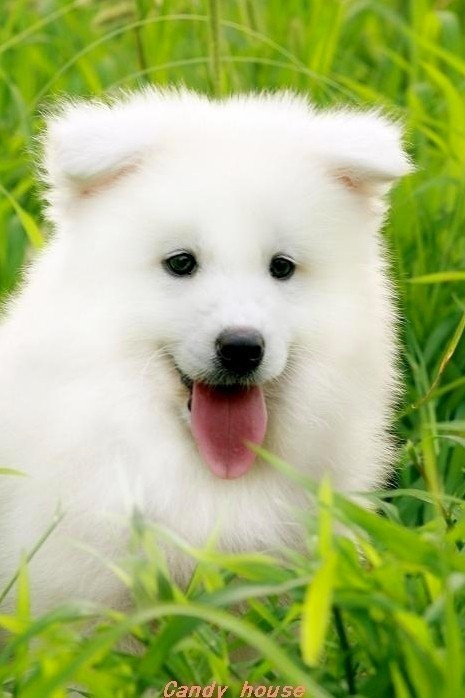 喵星人汪星人小清新写真pk 小萝莉身娇体软易推倒