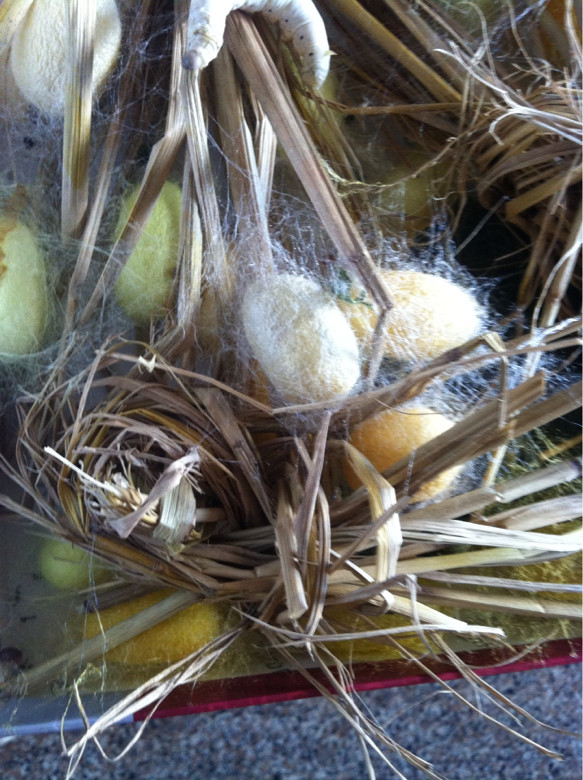 自己养的天然彩茧