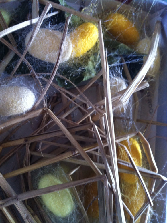 自己养的天然彩茧