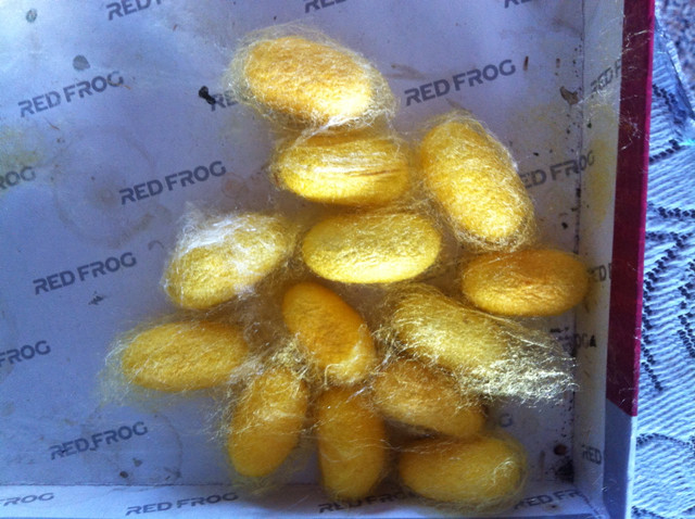 自己养的天然彩茧