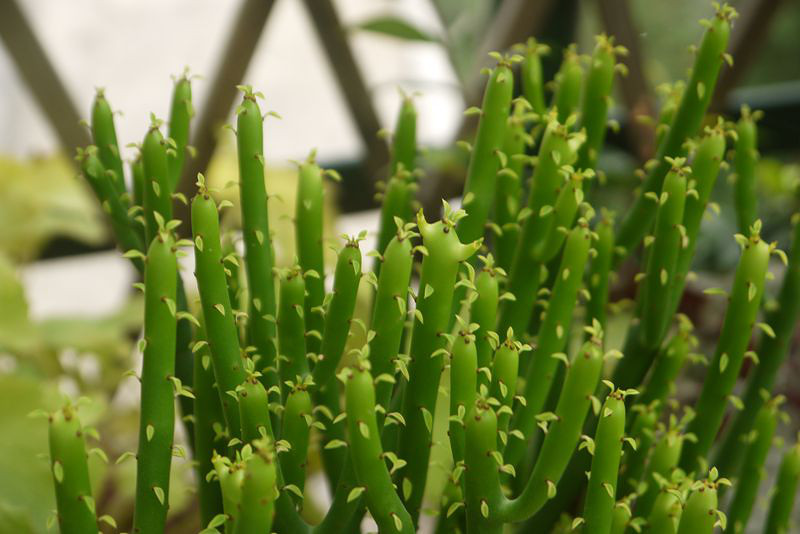 传说中的生物石油石油可以种出来了