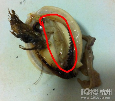 大家吃淡菜贻贝扇贝毛蚶记得把腮挖掉