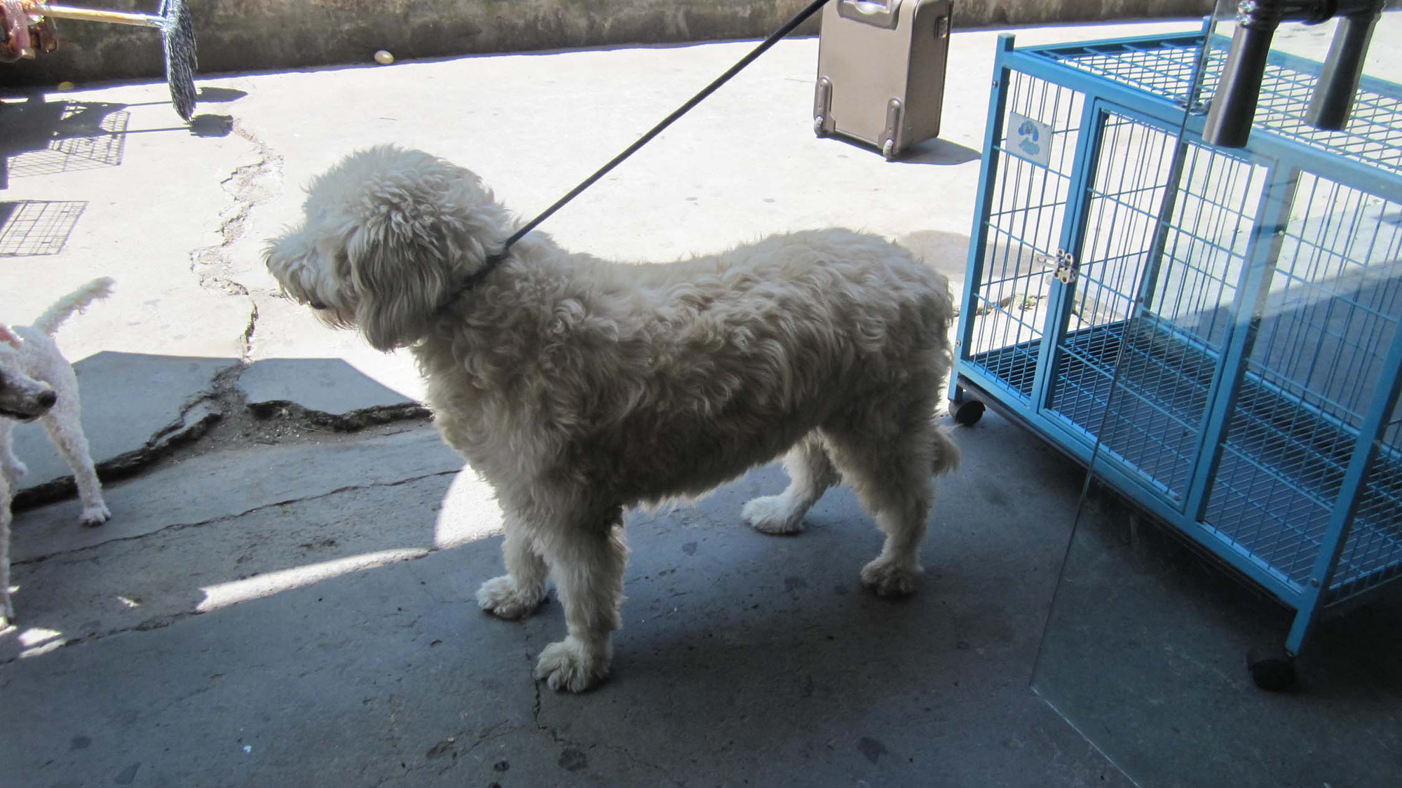 金毛与贵宾的混血是啥样的