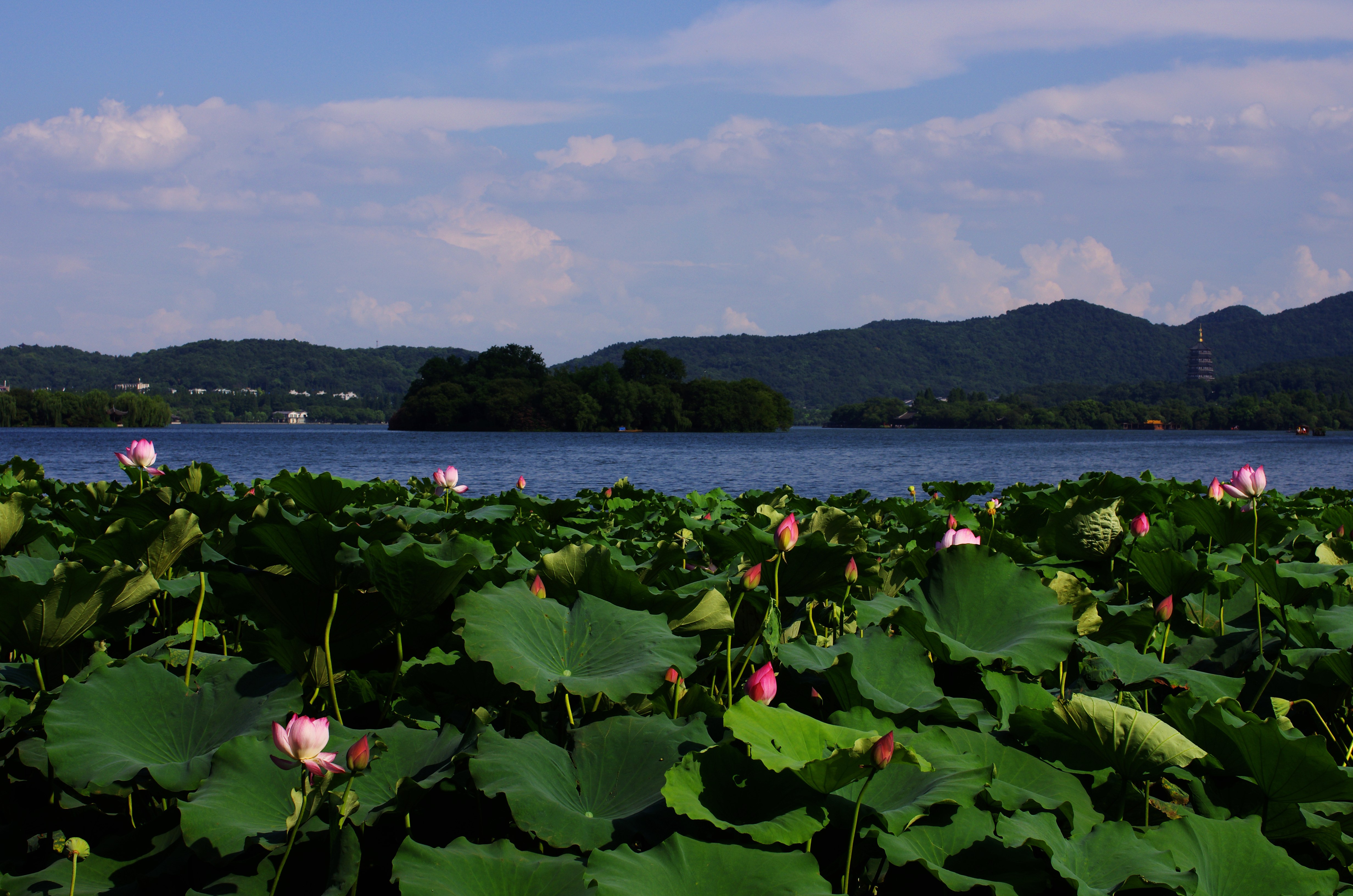 杭州西湖美景 摄影图片