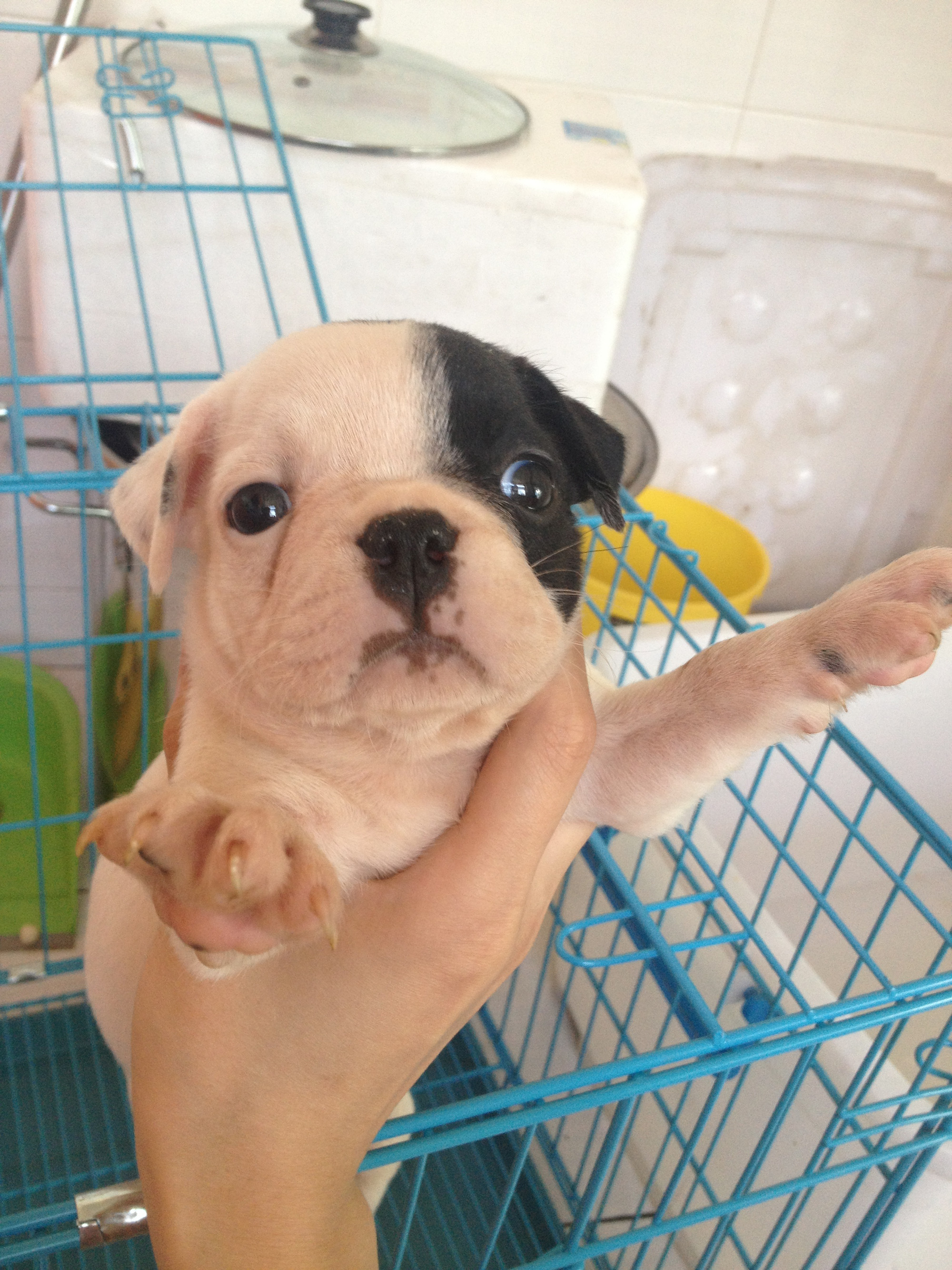 海盗脸 法斗 斗牛