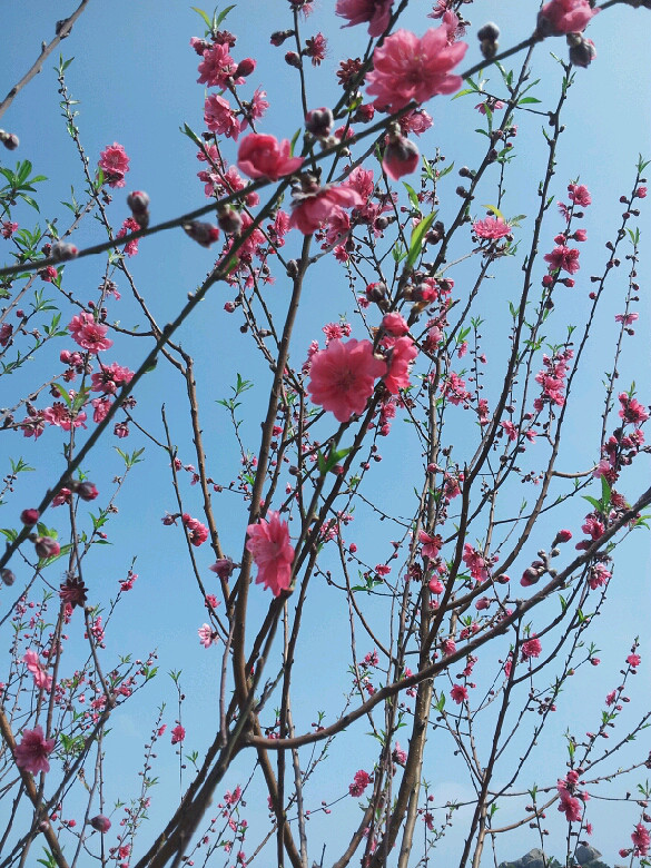 山水田園花草樹