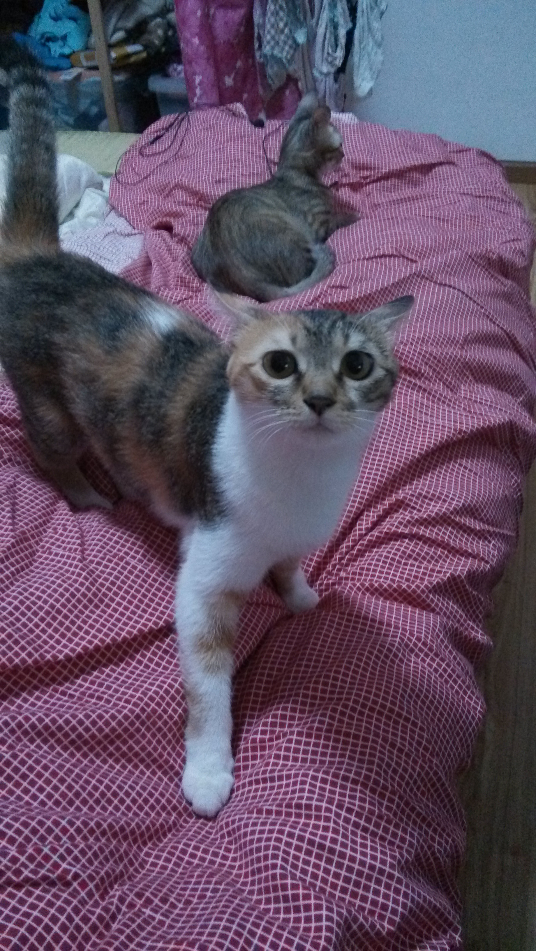 萧山闻堰江南摩卡小区寻猫-寻宠启事-宠物讨论区-杭州19楼