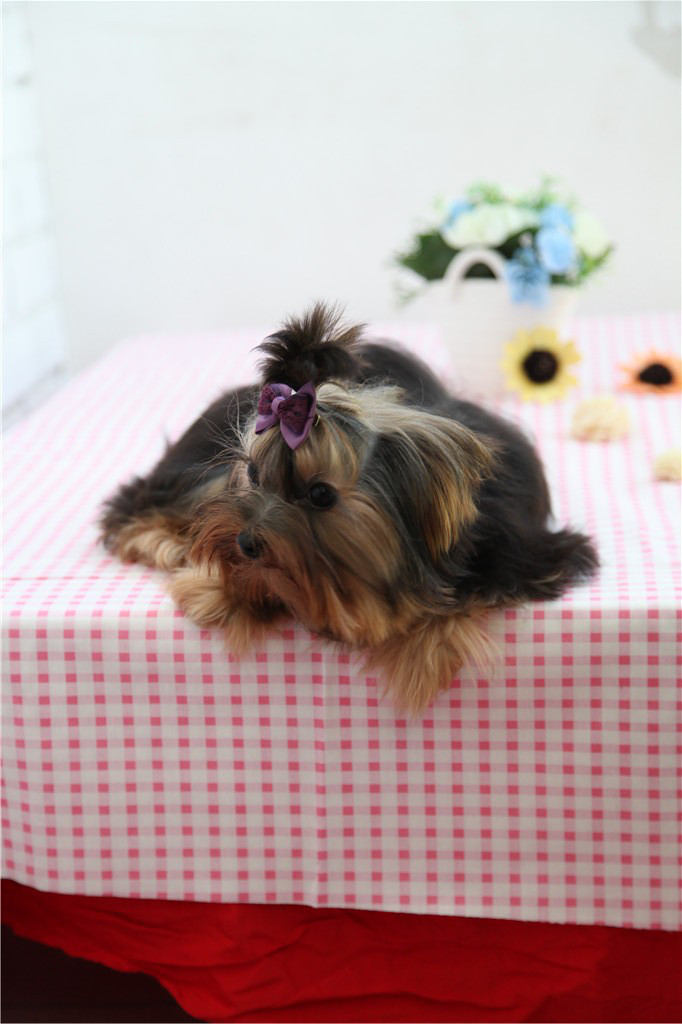 3500卖一只纯种约克夏,三针做齐,6个月大,可视频可空运.