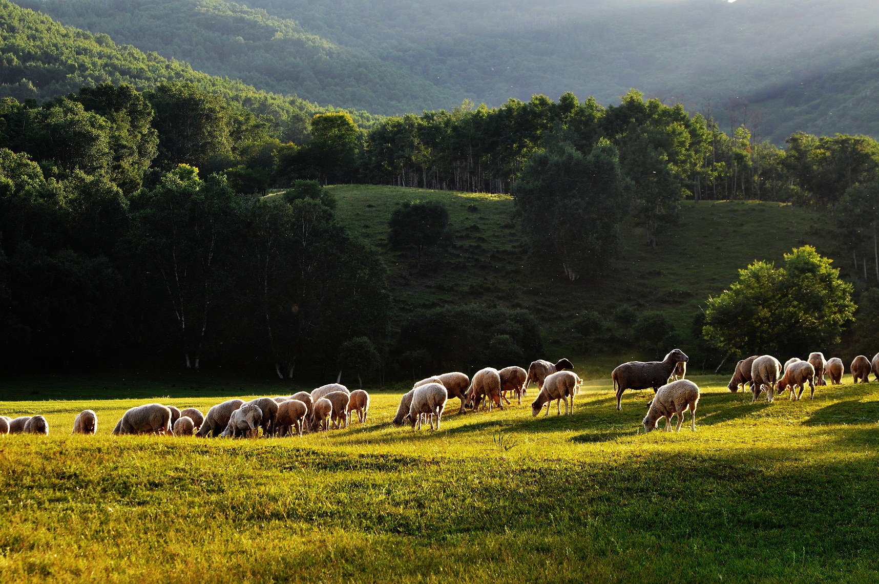 坝上草原之蛤蟆坝:牧归的羊群-风景照-19摄区-杭州19楼