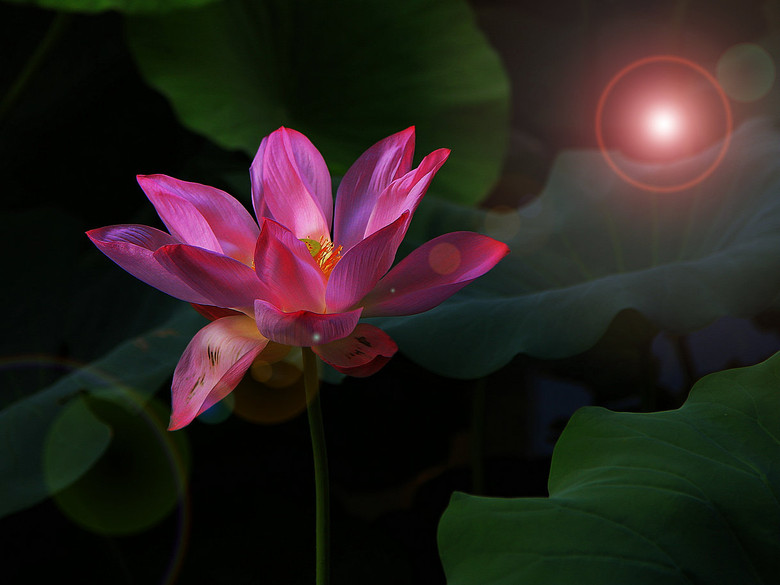 一样的荷花,光与晕不一样的