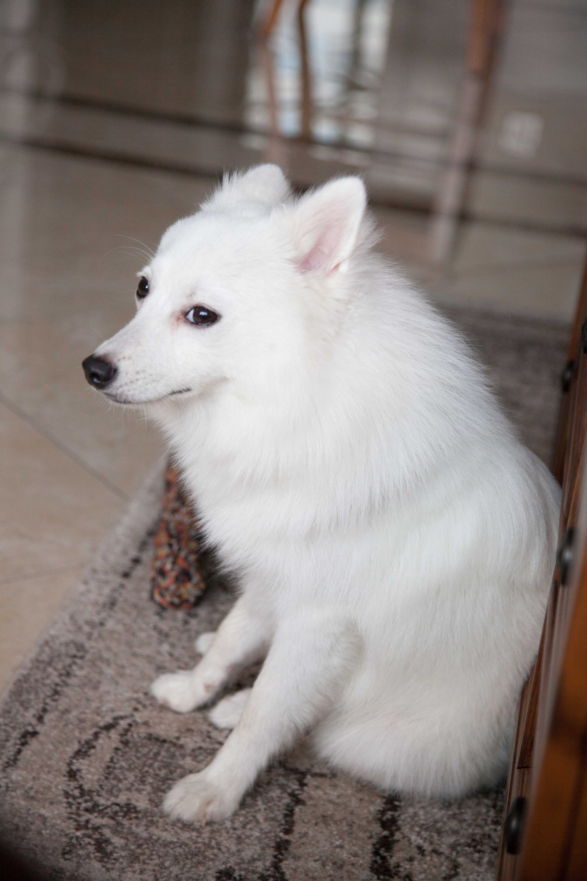 8月银狐求包养(已经被包了)-爱宠分享-宠物讨论区-杭州19楼