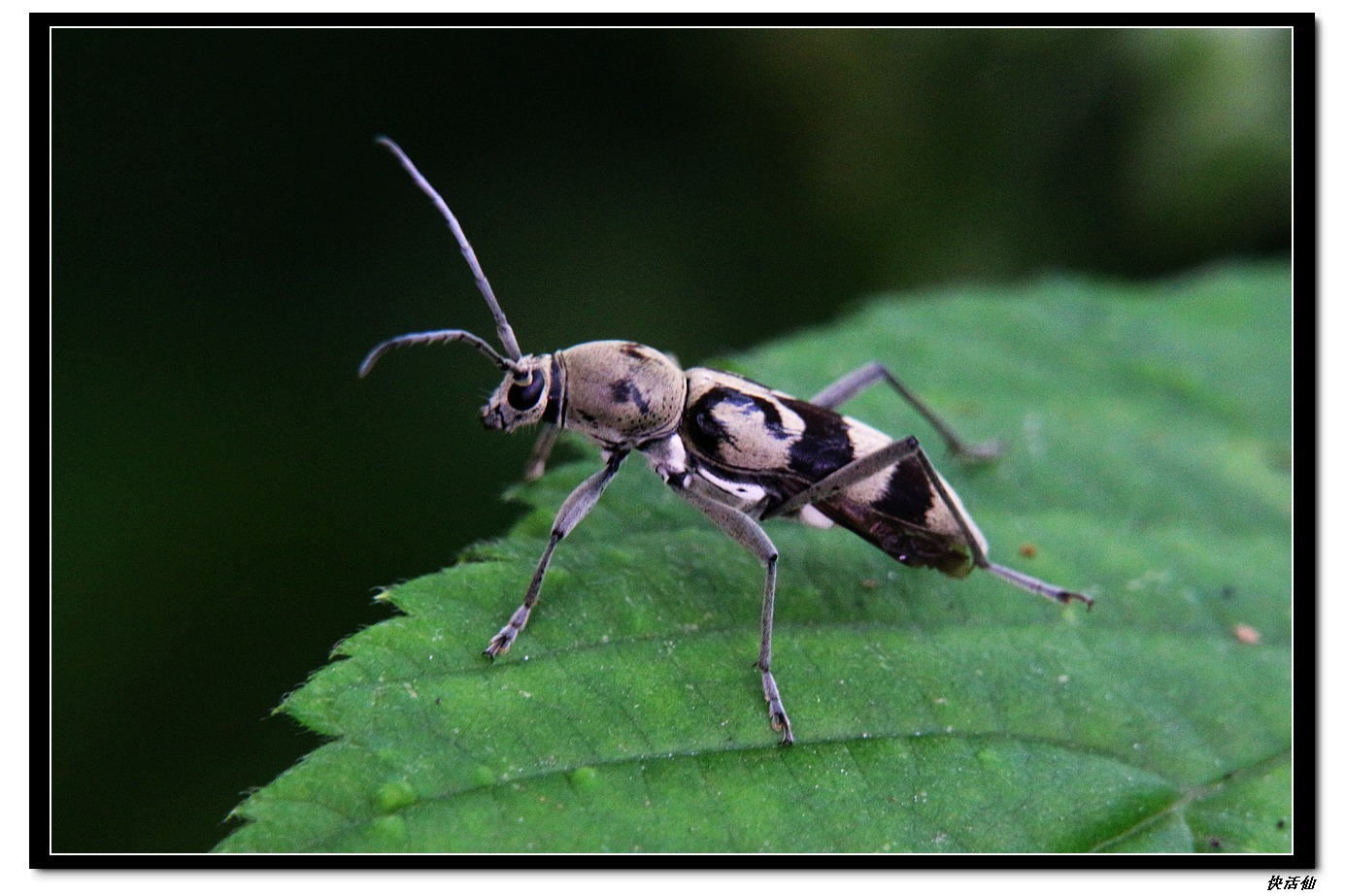 将要起飞的淡黑虎天牛