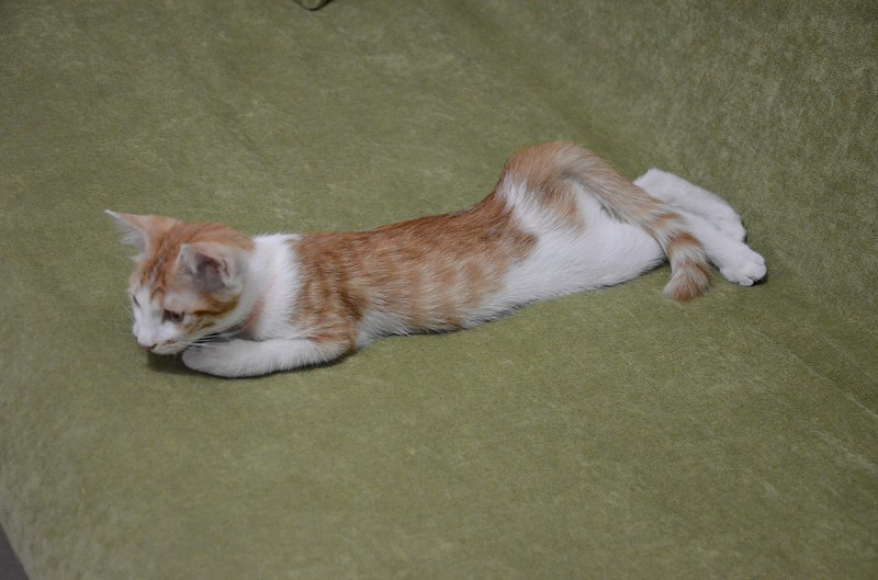 小咪的各种睡姿