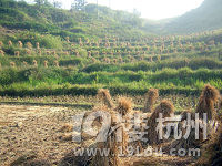远离城市喧嚣，体验农家风情---就住小桥流水农家		