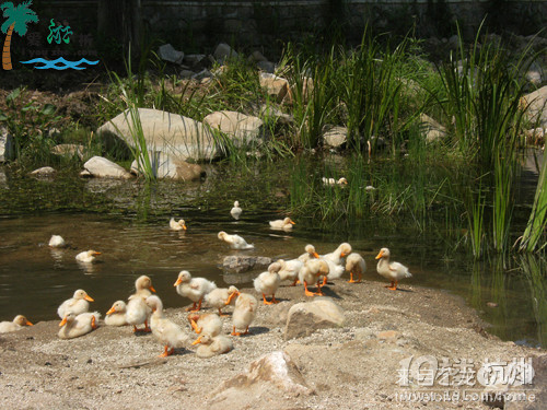 远离城市喧嚣，体验农家风情---就住小桥流水农家		