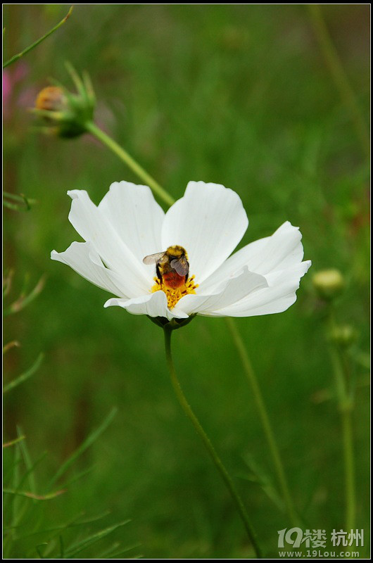 DDDDDD 7月,西藏 DDDDDDD