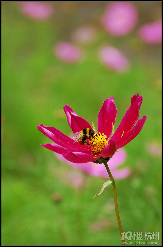 DDDDDD 7月,西藏 DDDDDDD