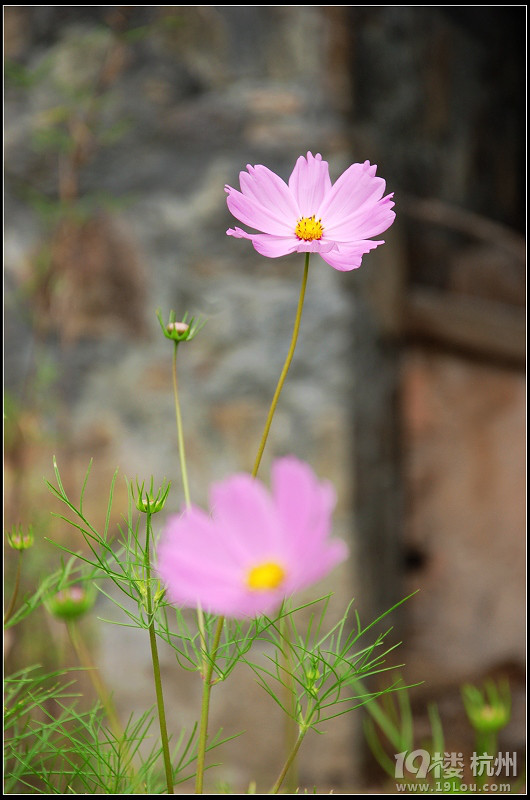 DDDDDD 7月,西藏 DDDDDDD