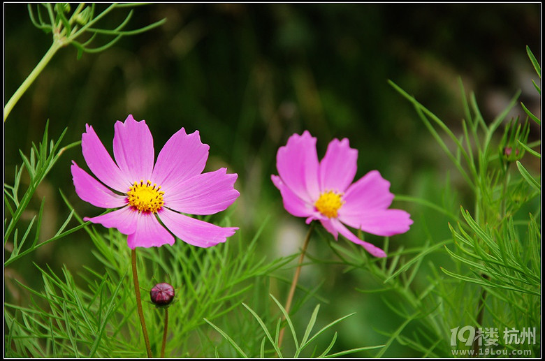 DDDDDD 7月,西藏 DDDDDDD