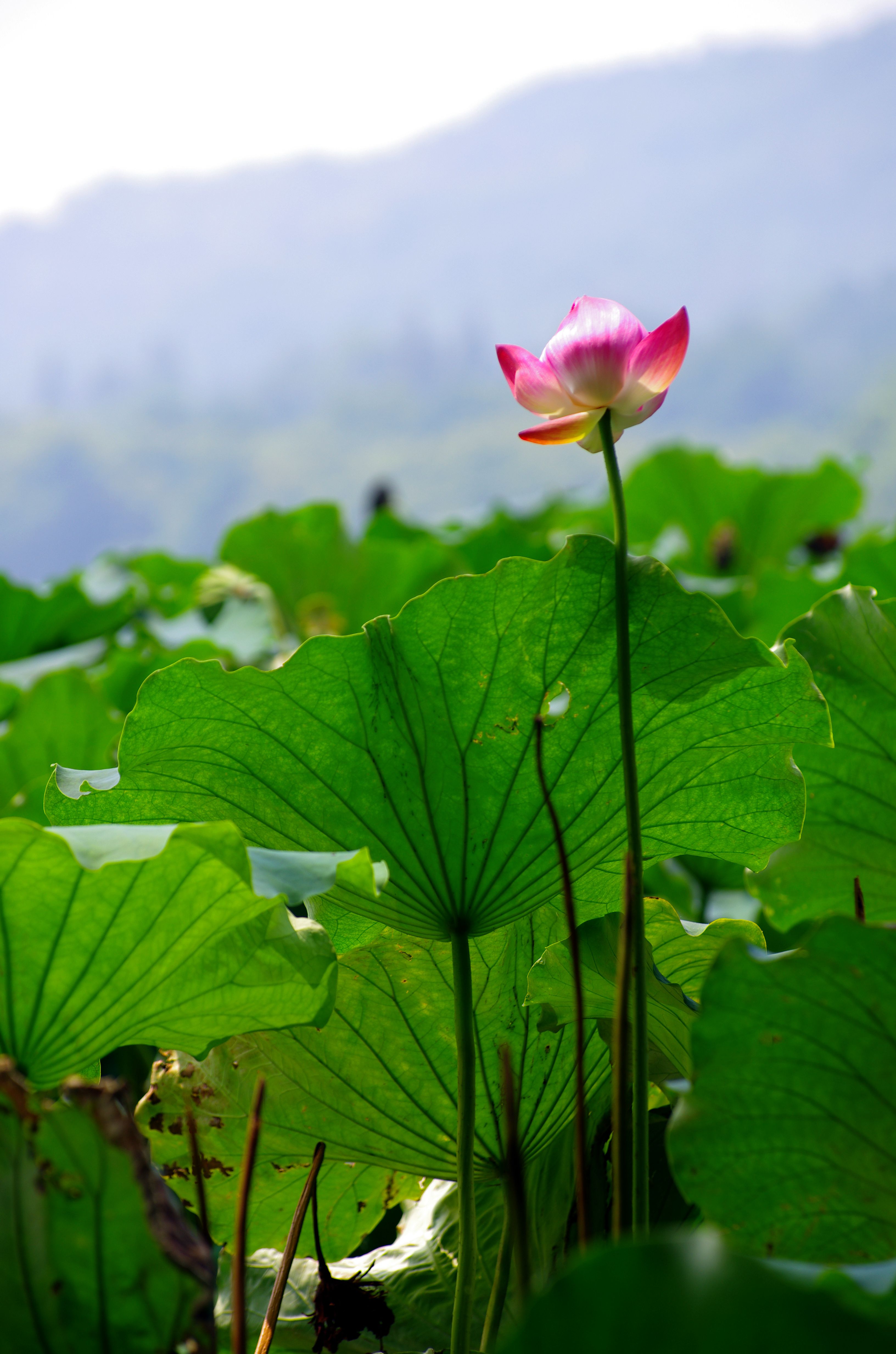 荷花-风景照-19摄区-杭州19楼