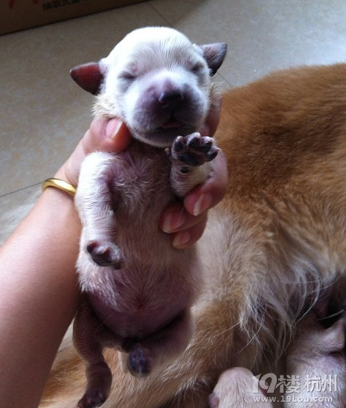 白色圣诞孙金毛宝宝