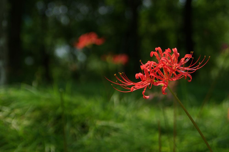 彼岸花,摄于下沙-风景照-19摄区-杭州19楼