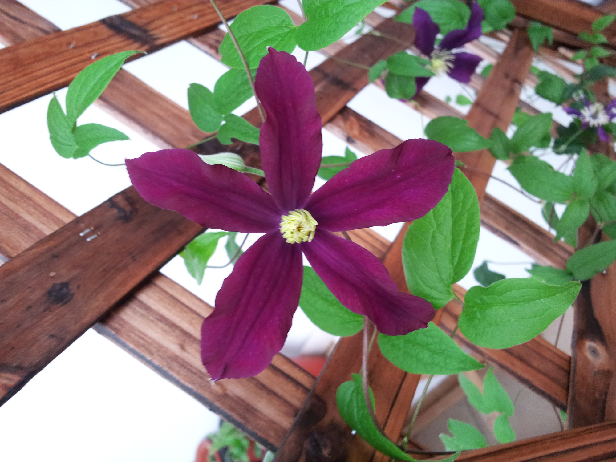 铁线莲华沙女神