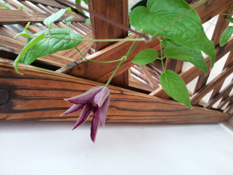 铁线莲华沙女神