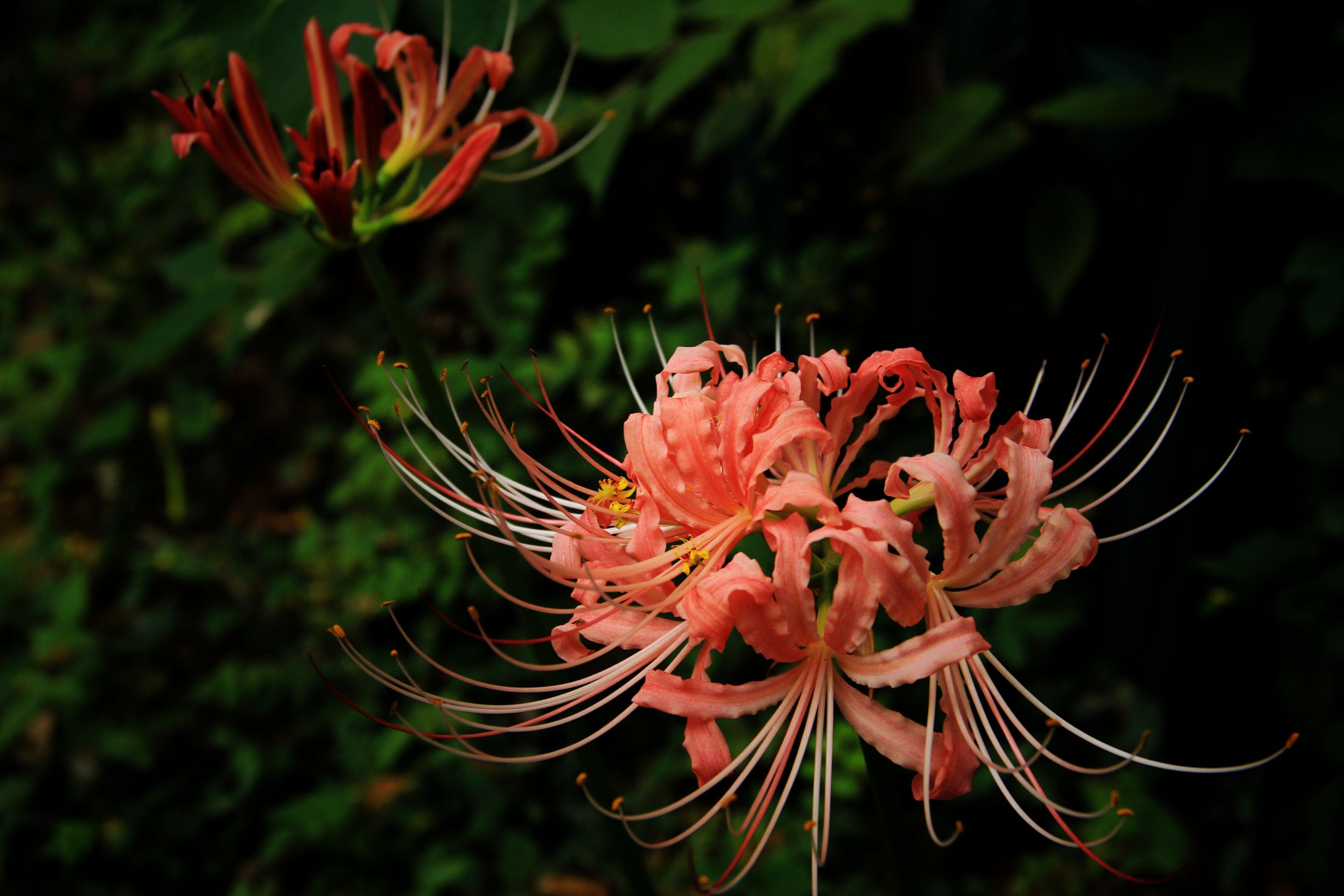 石蒜花——彼岸花(续一)