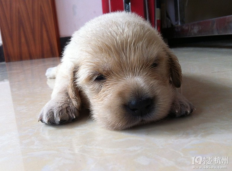 白色圣诞孙金毛宝宝