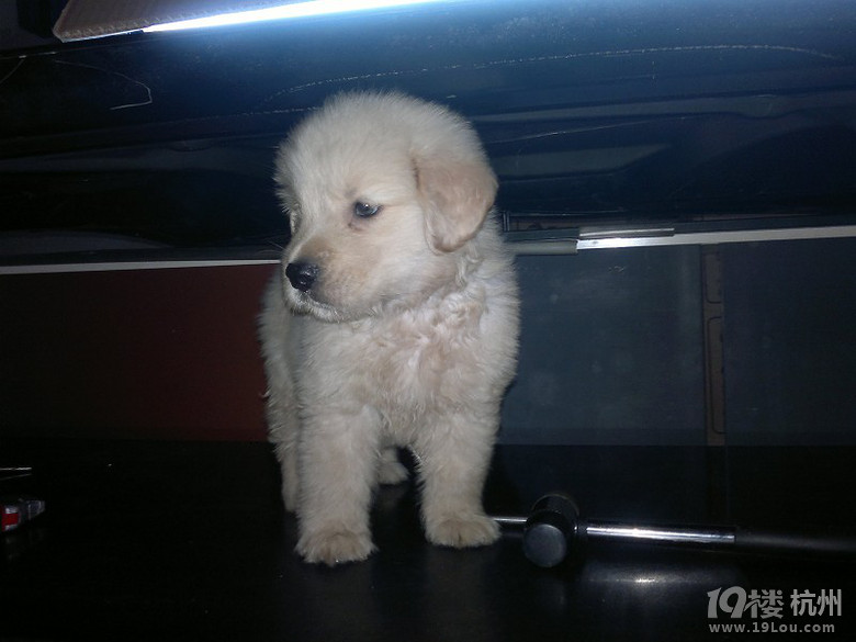 求教:我家66天金毛吃的多拉的少!-健康求助-家