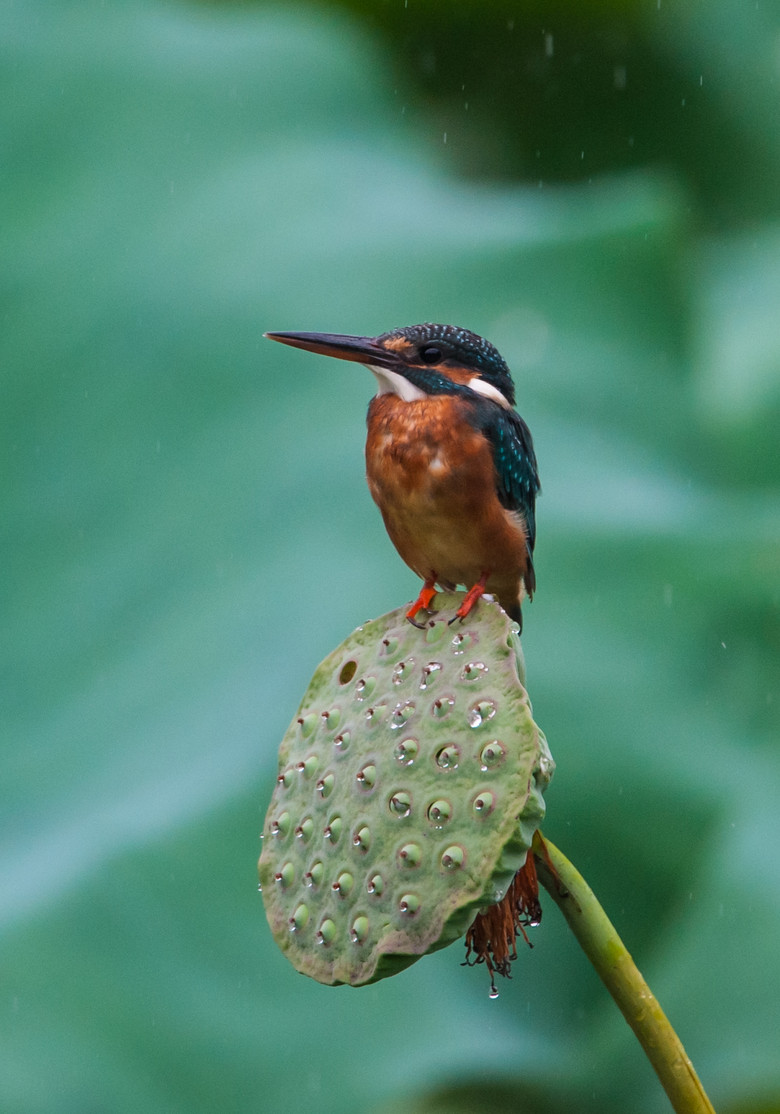 灵动的小精灵-翠鸟 4