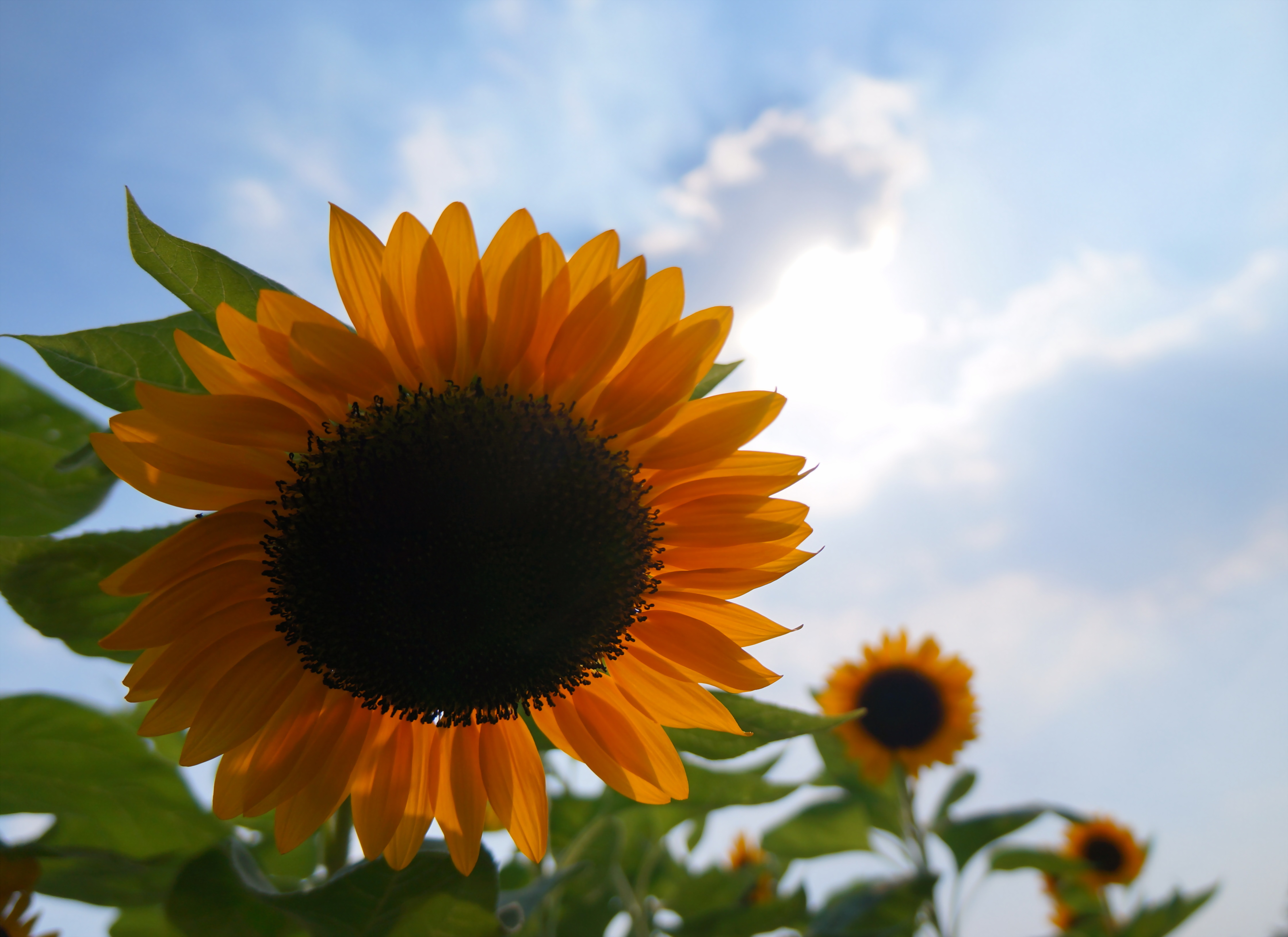 太阳的使者——向日葵,带给你正能量!