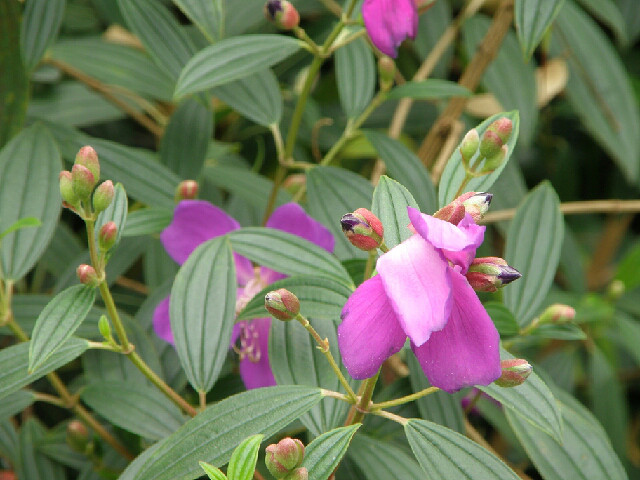 九寨沟植物之五