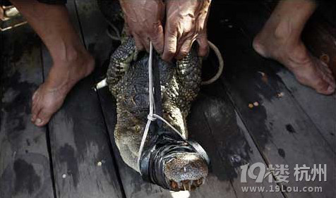 东莞杜金华在台风玉兔中活捉鳄鱼